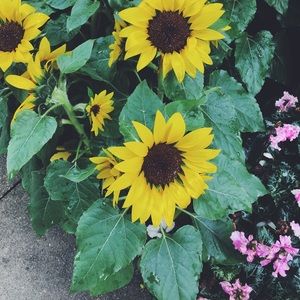 Meet your Posher, Emma